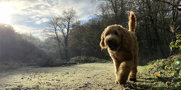Dog exploring the park on a frosty morning